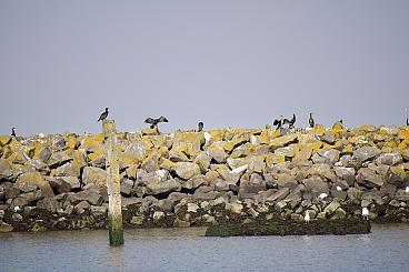 https://fryslan.sp.nl/nieuws/2023/09/introductiebezoek-waddenfonds